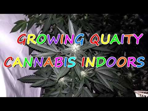 Growing Quality Cannabis with A&B
