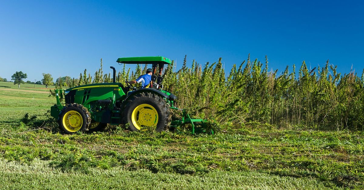 Growing hemp is about to be legal for the first time in nearly a century