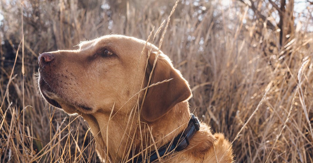 Marijuana Legalization Threatens These Dogs’ Collars