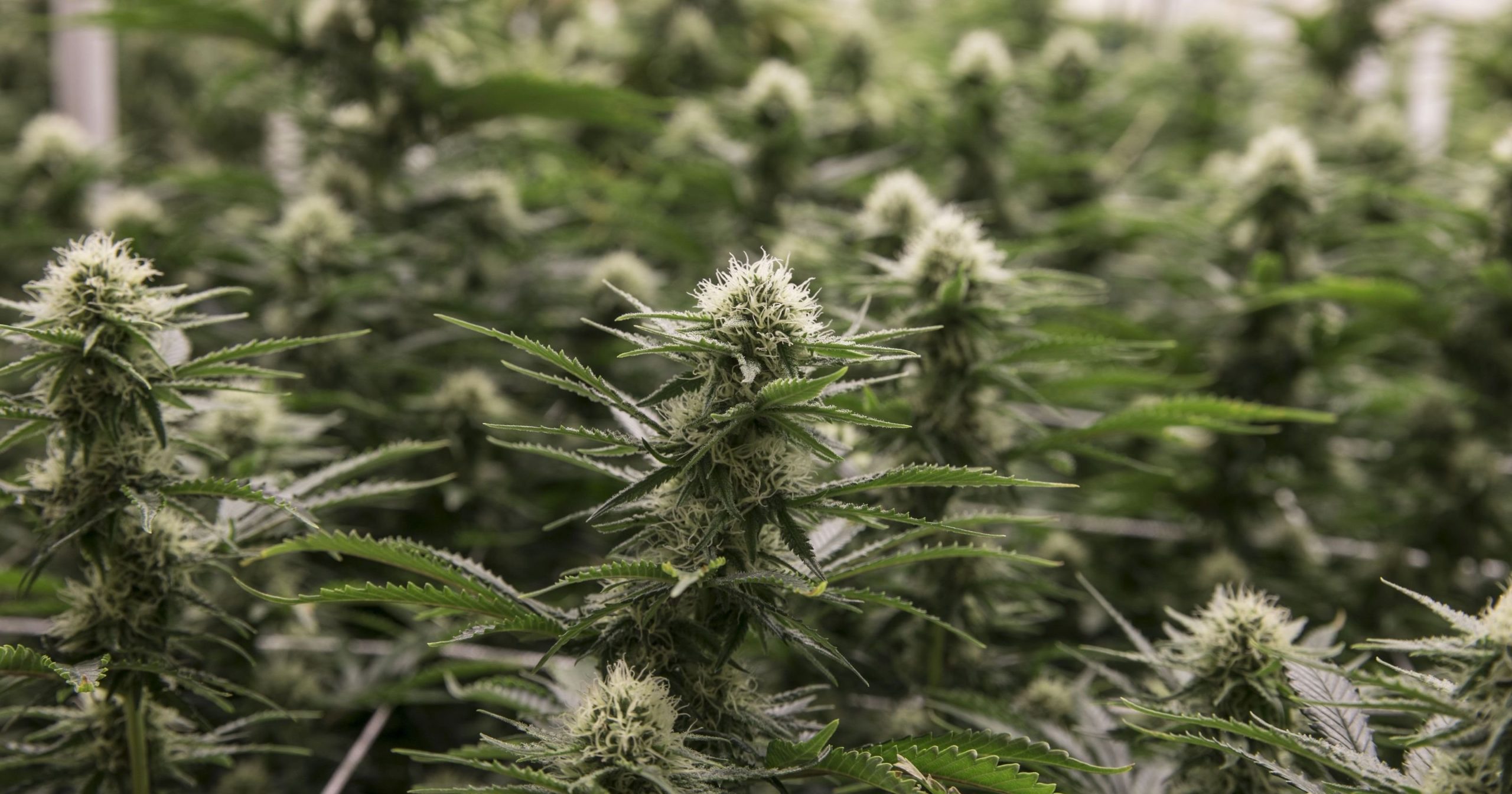 NJ legal weed: Possible NJ marijuana vote next week in committee