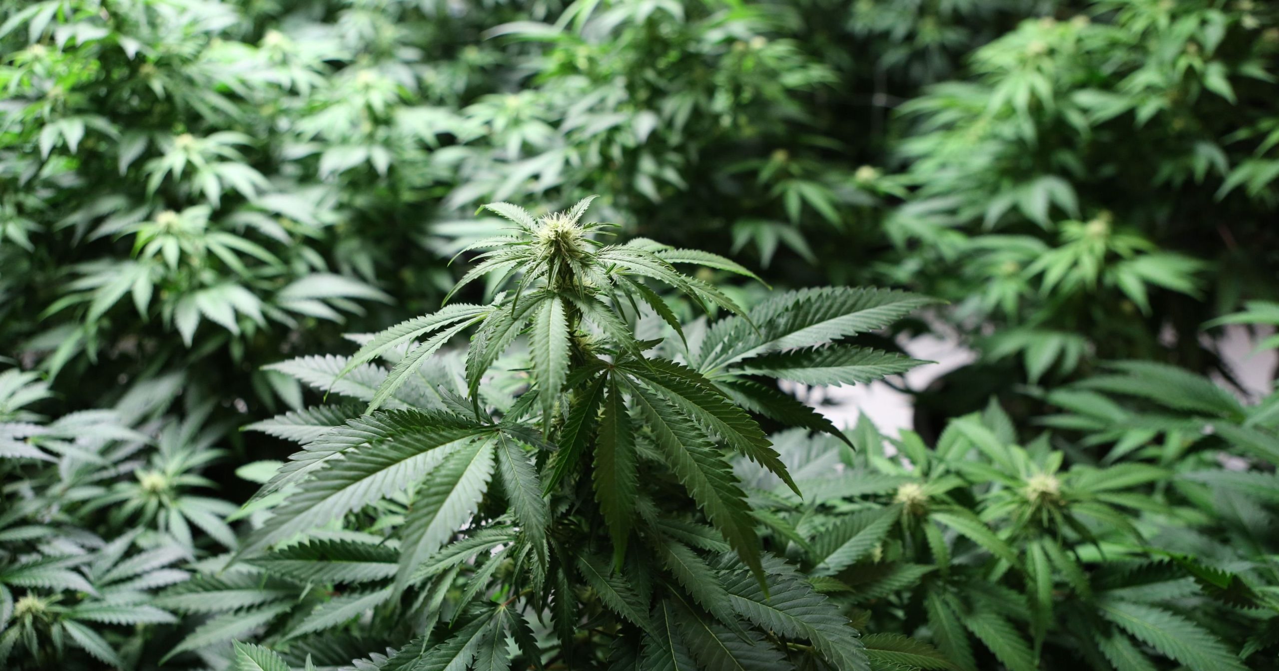 New York marijuana legalization gets boost as Democrats win state Senate control