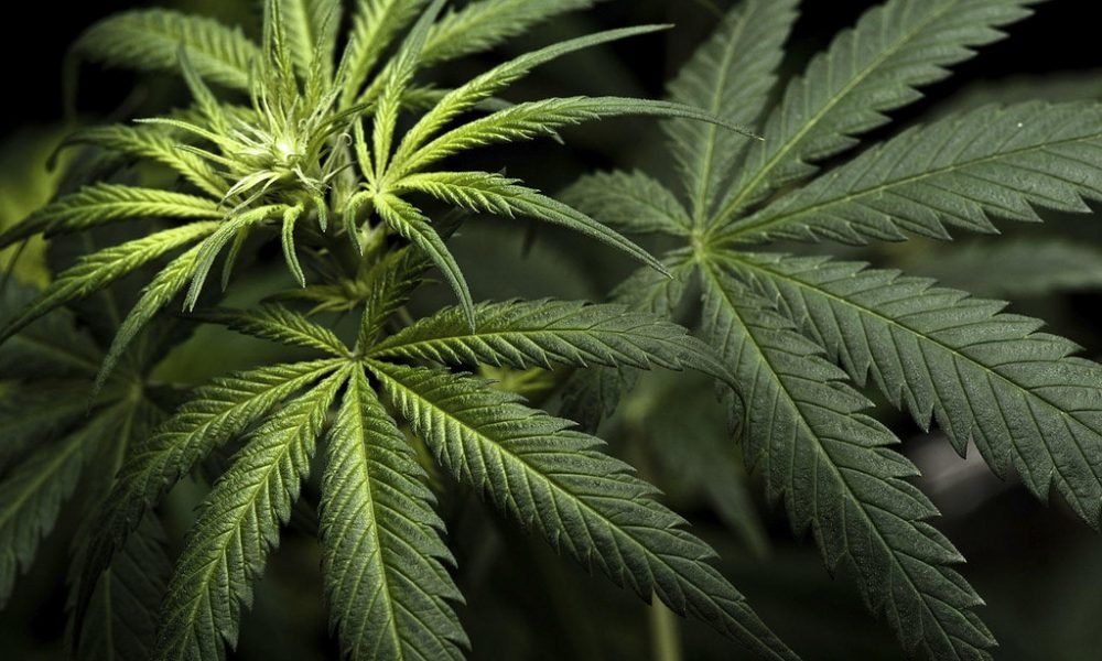 North Dakota Voters Reject Marijuana Legalization Measure
