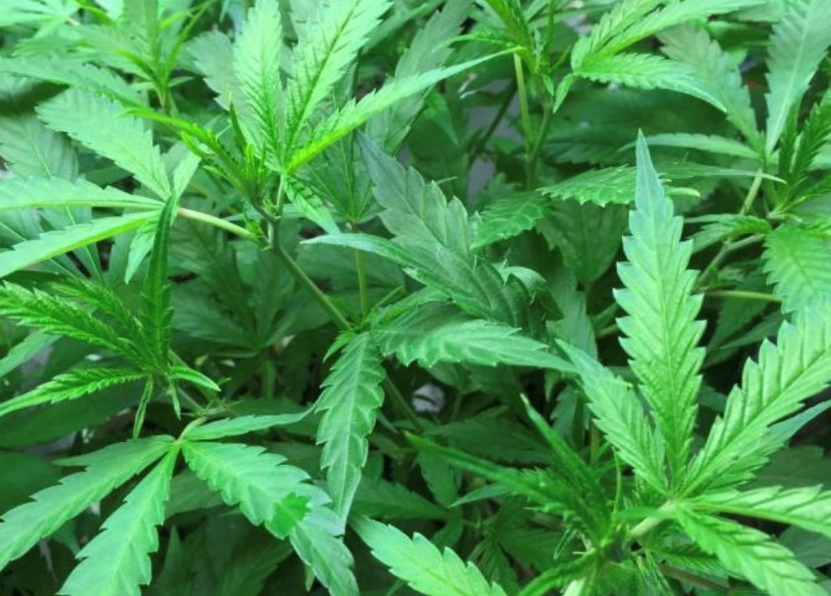 Pima County to allow medical marijuana cultivation