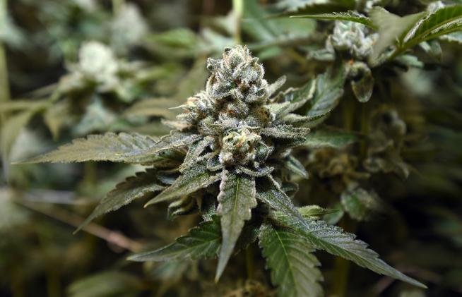 Recall issued for some Boulder-grown marijuana after pesticide residues detected