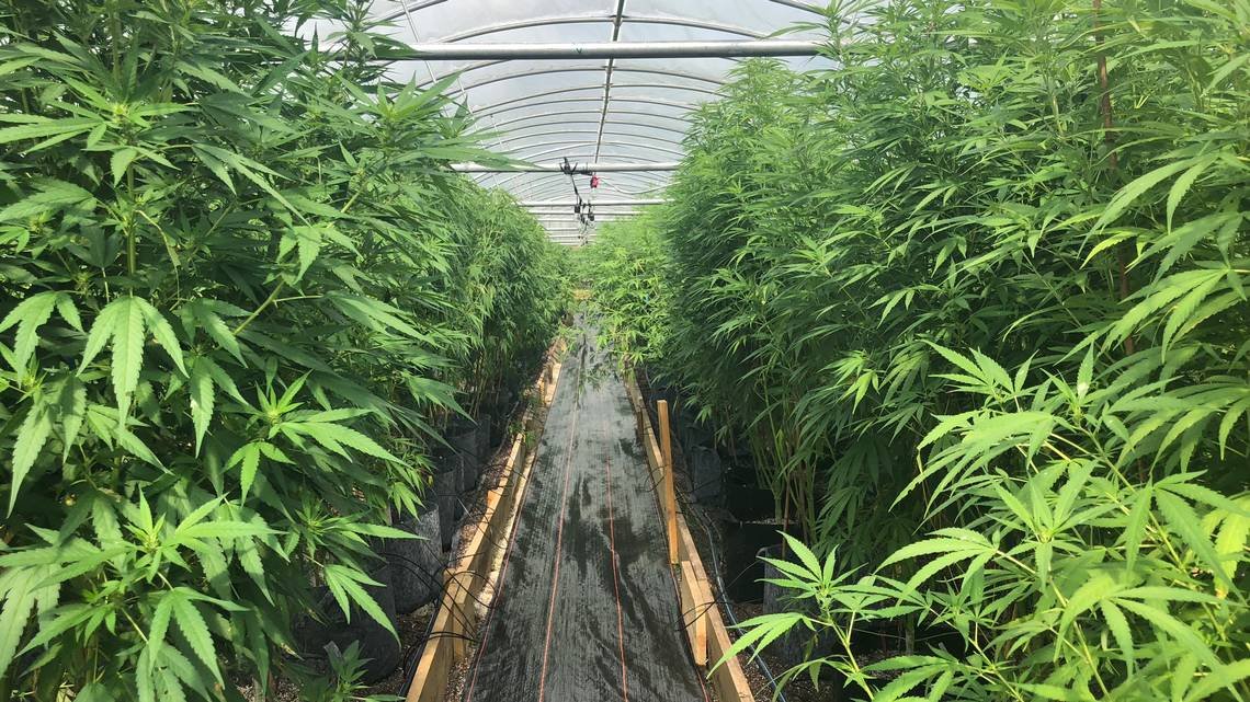 SC is doubling the number of hemp growers this year. Here’s where it’s cropping up
