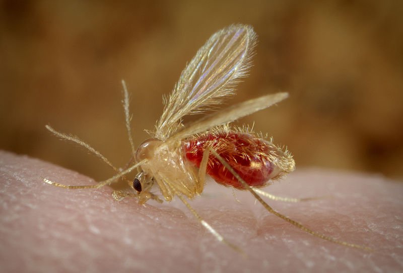 SPOOKY! Blood-sucking sand flies apparently LOVE marijuana, new study finds