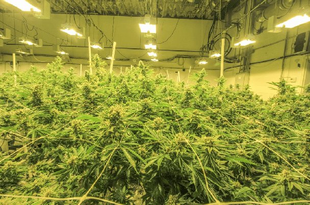 The Green Economy: 10 Exciting Jobs in the Cannabis Industry