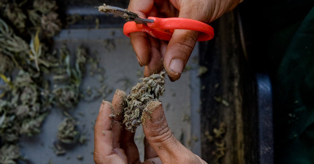 The ‘Green Dimension’: Inside the Lives of California’s Marijuana Trimmers