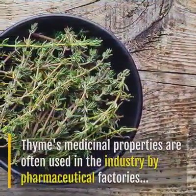 Thyme's medicinal roperties....