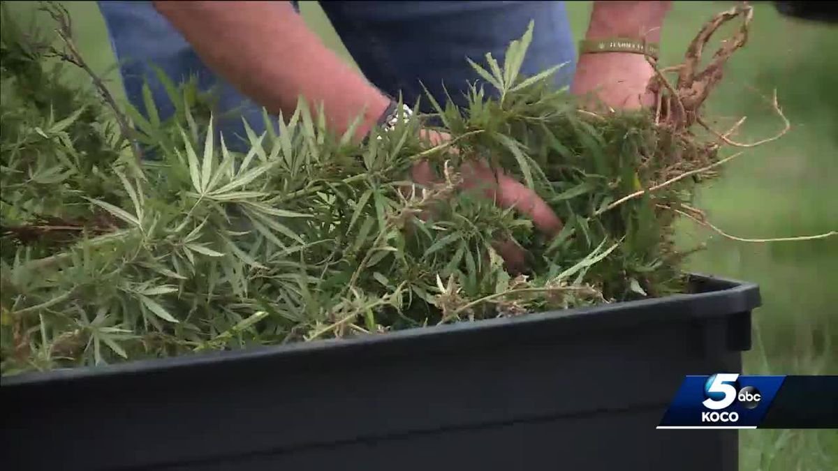 Top-secret mission: Oklahoma group researching state’s wild hemp grows