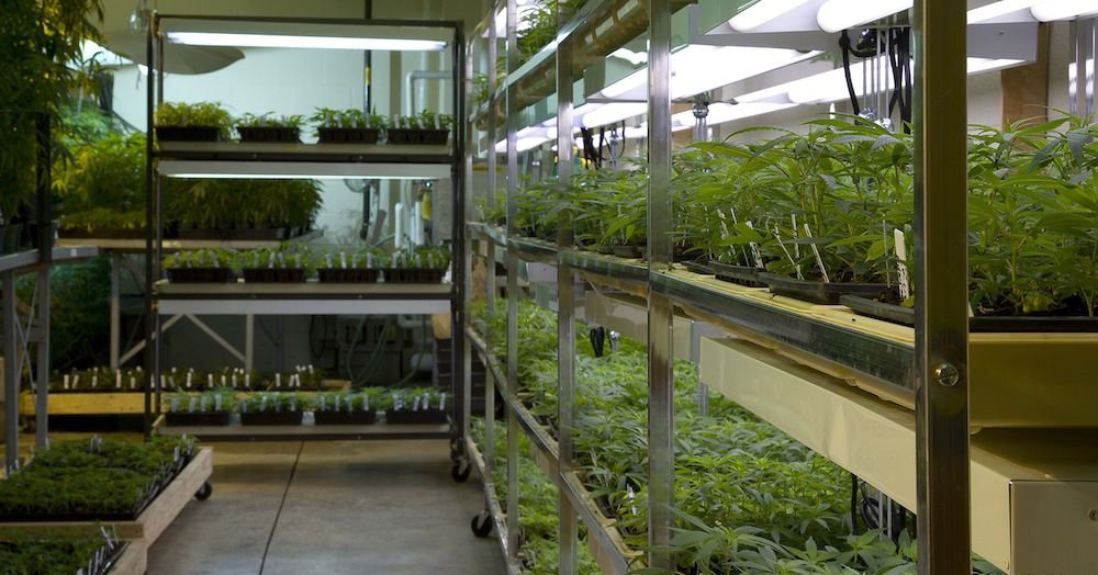 Why the future of marijuana farming could be craft weed