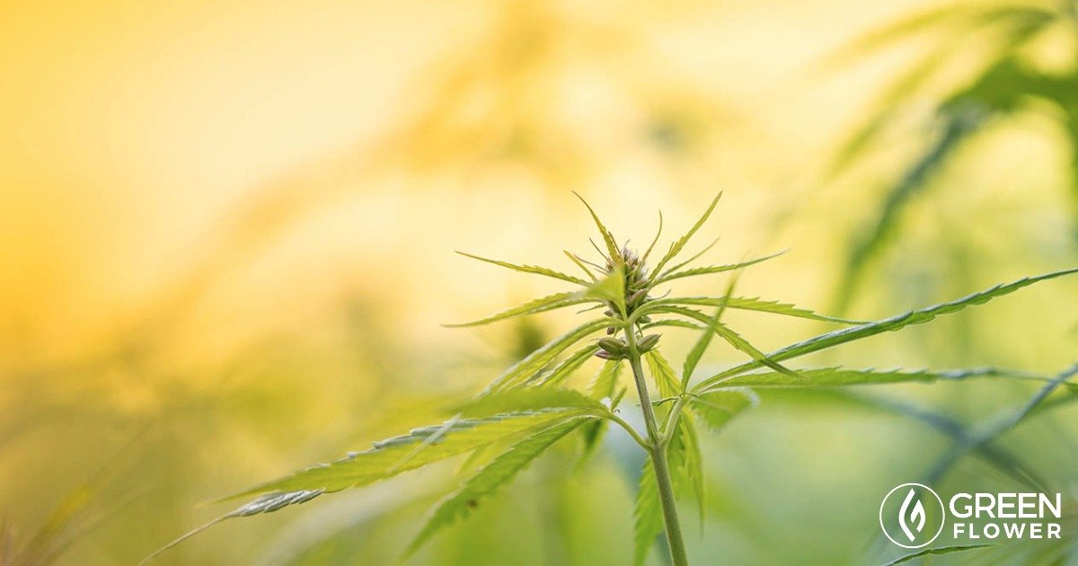 12 things that should absolutely be made from hemp for the sake of the world