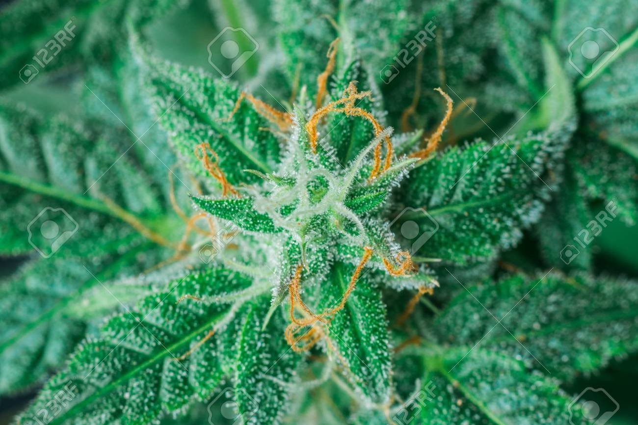 Do Sativa Trichomes Turn Amber? - RMS