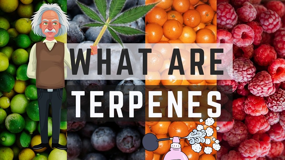 Everyone is always talking about CBD and THC but what about Terpenes? They make weed honk and they have pretty incredible properties too it seems. Beta-Caryophyllene binds to the CB2 receptor, just like cannabinoids apparently...