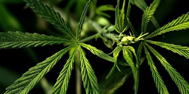 FDA Declares Its Authority Over Cannabis-Derived Substances