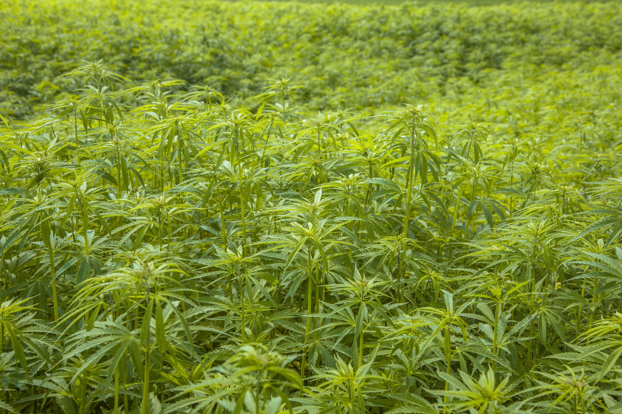Hemp legalization: Shifts for the marijuana industry ahead