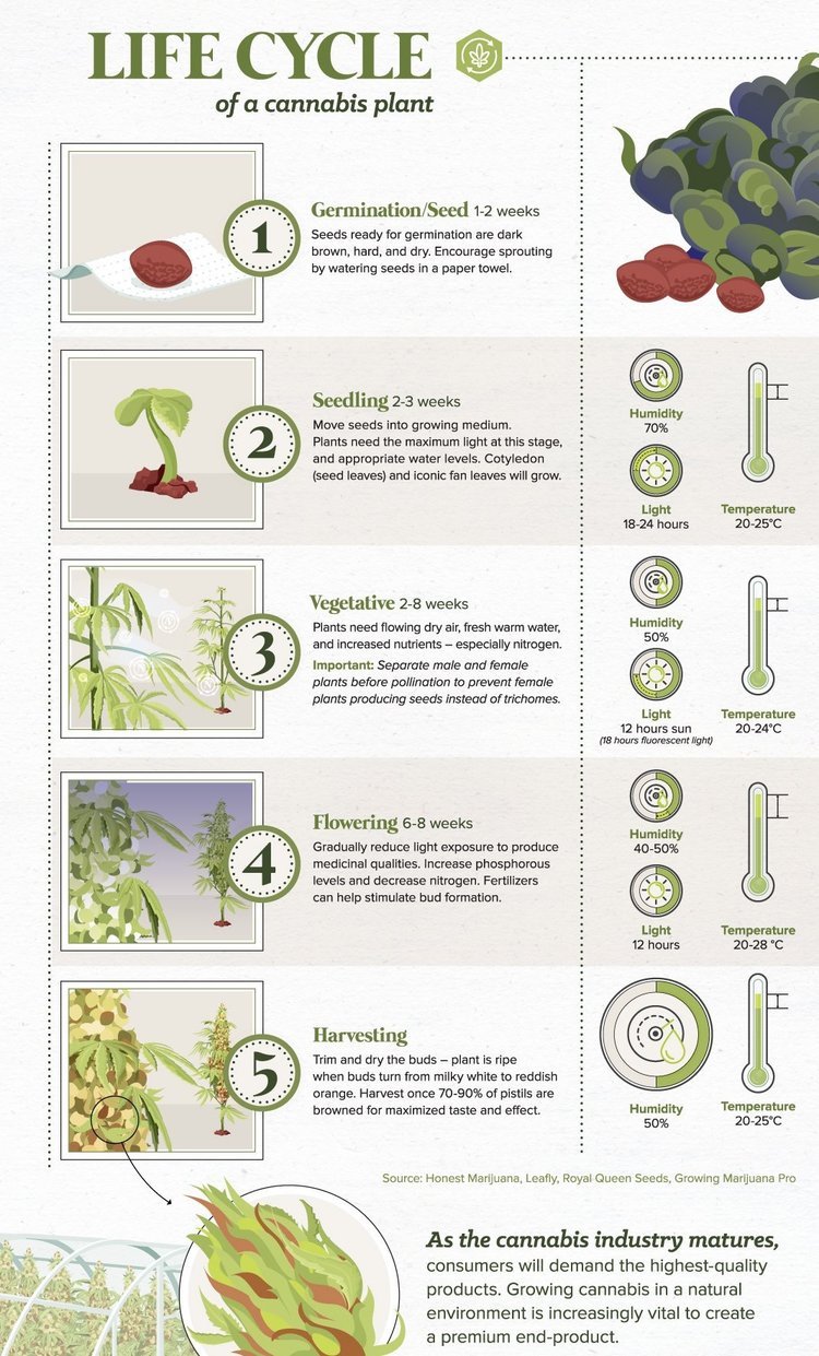 Learn more about the Cannabis Plant Life Cycle !
