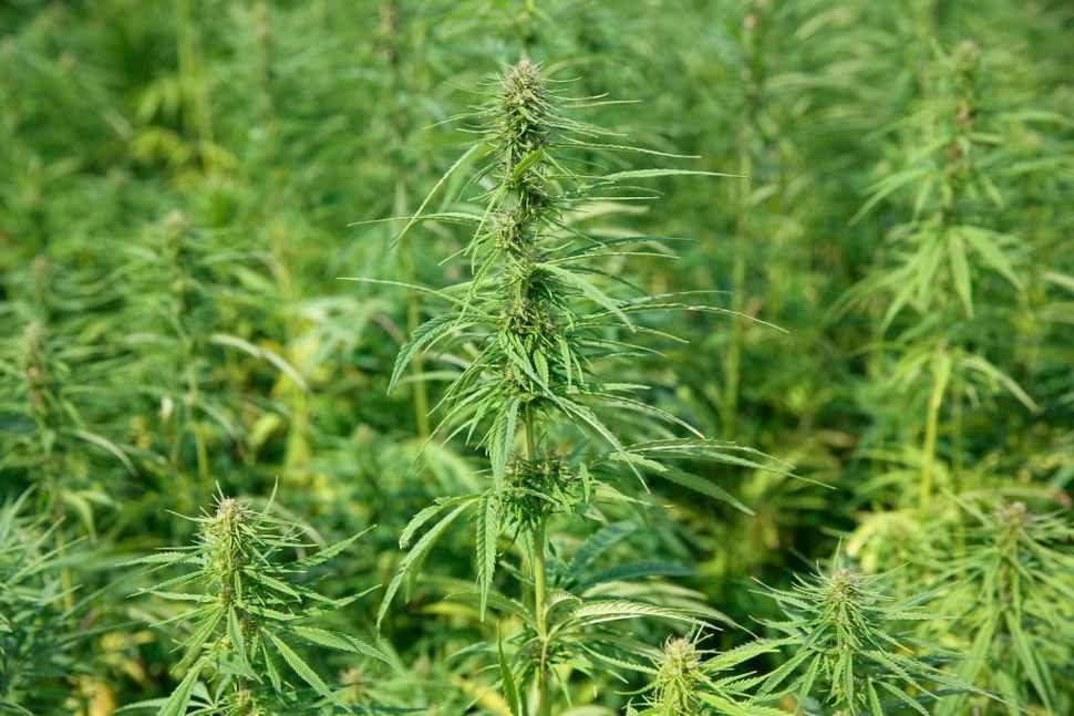 Legalization of Hemp Could Be First Step for Federal Marijuana Protections