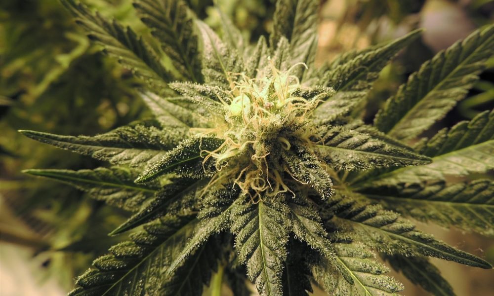 Marijuana Bills Are Already Being Pre-Filed For 2019 Legislative Sessions