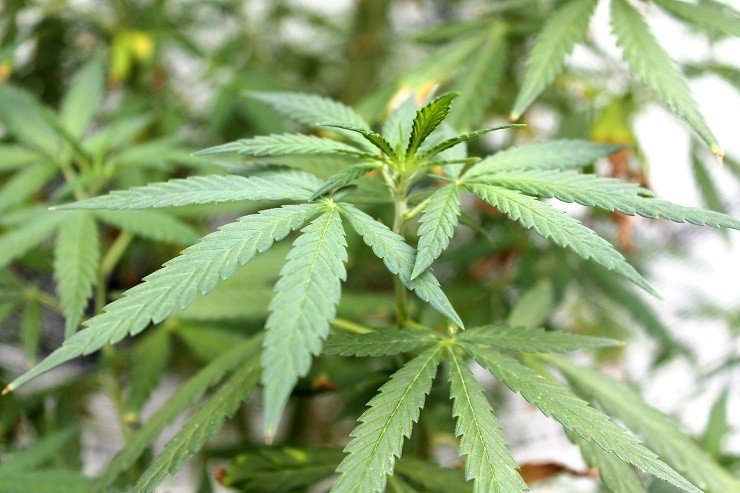 Medical Marijuana Framework Coming for Barbados, But Referendum to be Held on Recreational Use of the Drug | Caribbean360