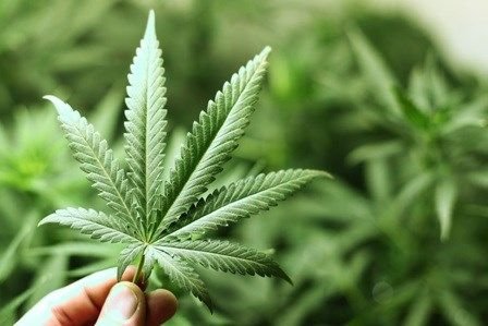 Nebraska senators want to legalize marijuana via ballot initiative