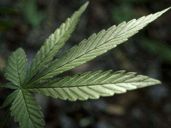 Petition to legalize medical marijuana launched in Nebraska