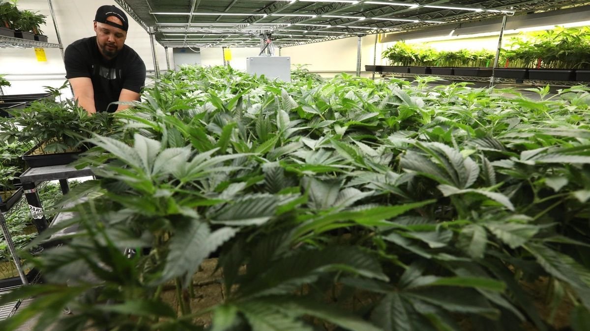 Plans for a state-backed pot bank aren't feasible, a study says [California]