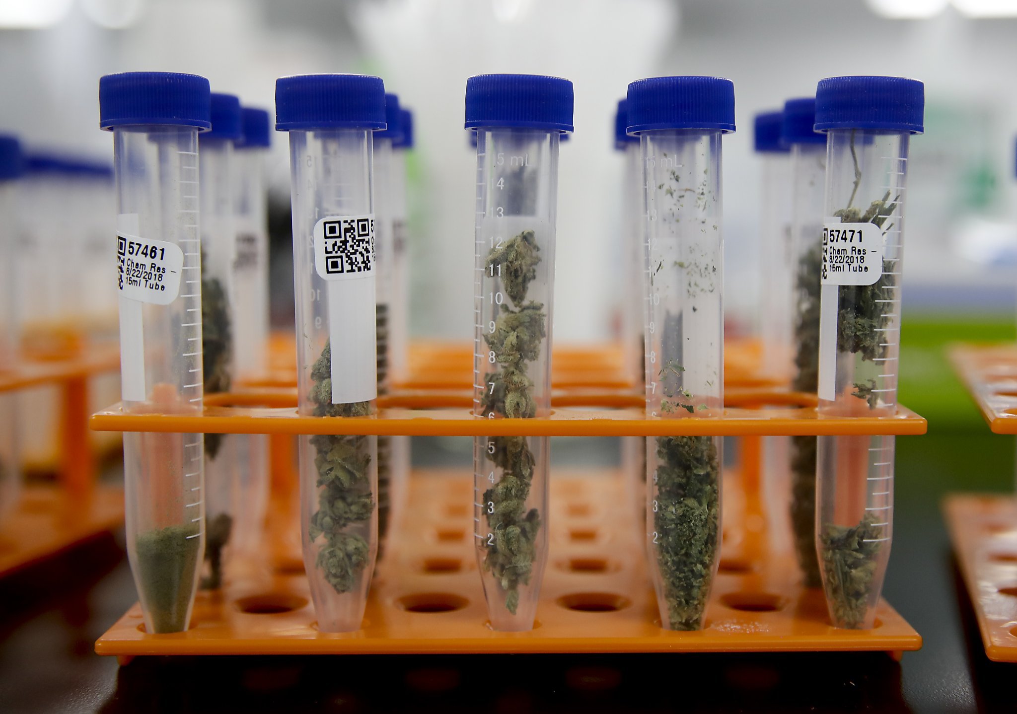 The recall of tens of thousands of pounds of marijuana and other products after a Sacramento laboratory was caught faking pesticide test results has jolted a cannabis industry that has struggled for legitimacy in its first year facing a full-slate of state regulations.