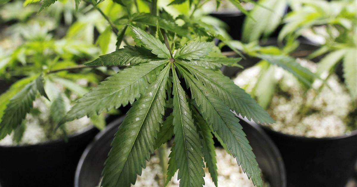 Univ. of Connecticut to offer course on marijuana industry for a budding career path