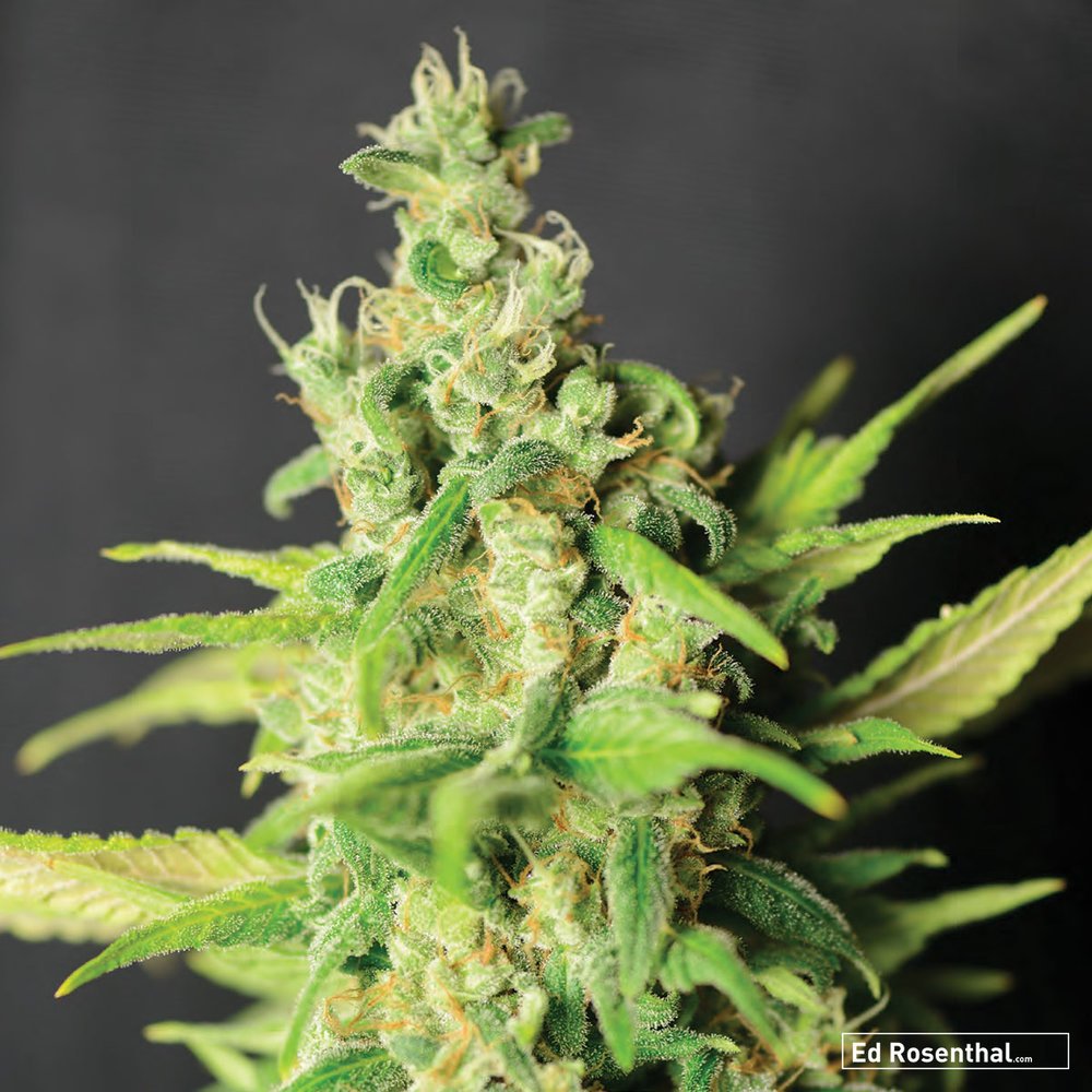Best 10 Strongest Pure Indica Strains List - Marijuana Cannabis