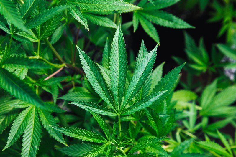 Cannabis: A Medical Marvel