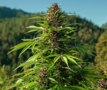 How Effective are Hybrid Medical Weeds - Marijuana Seeds USA