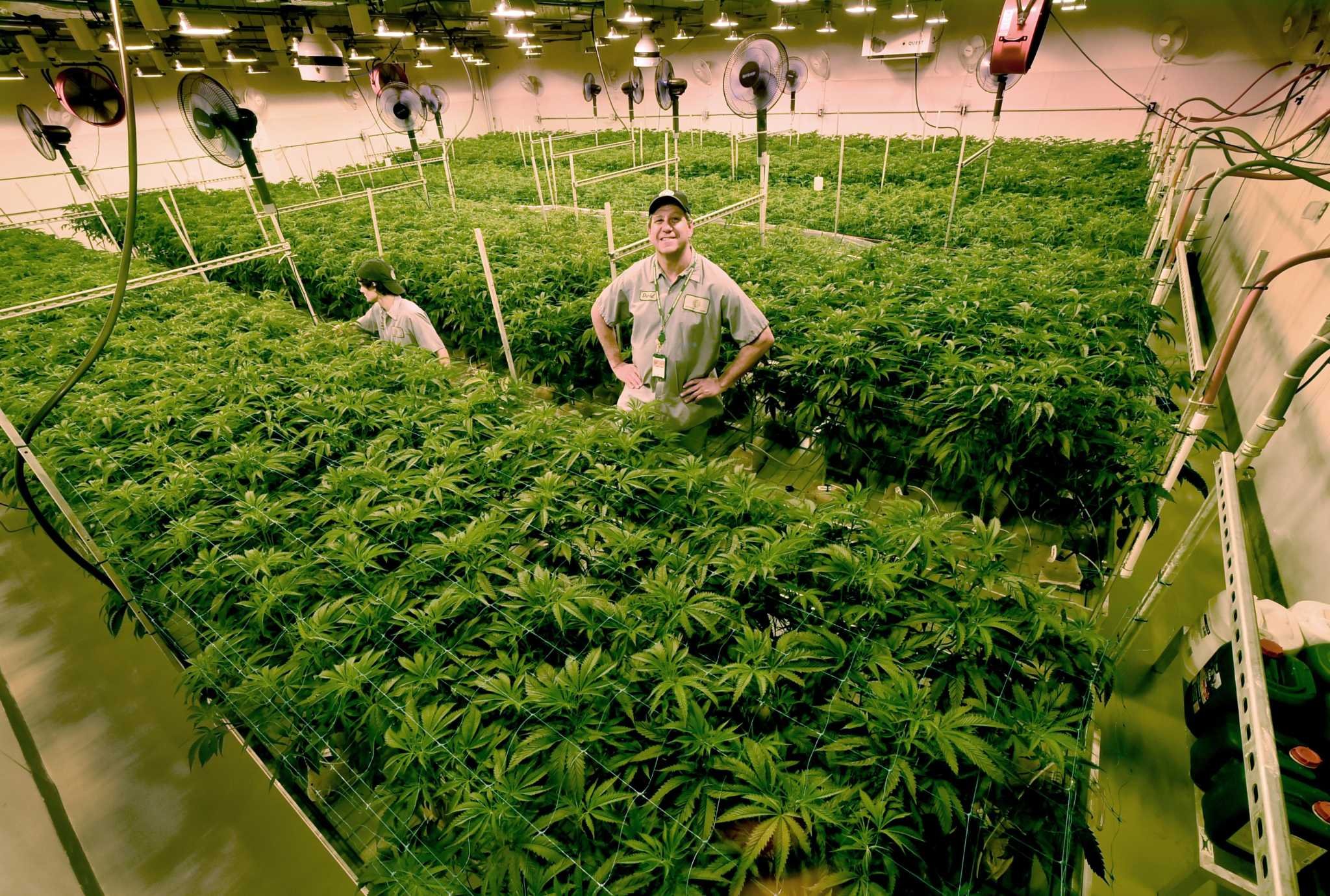 Legalizing recreational marijuana debate grows in CT