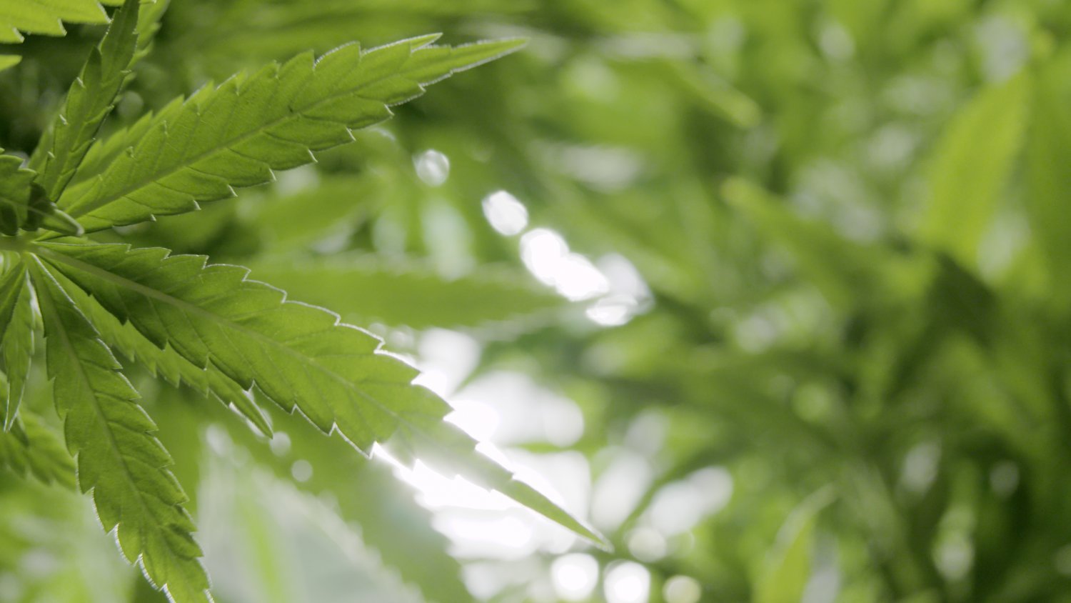 Minnesota introduces legislation to legalize recreational marijuana