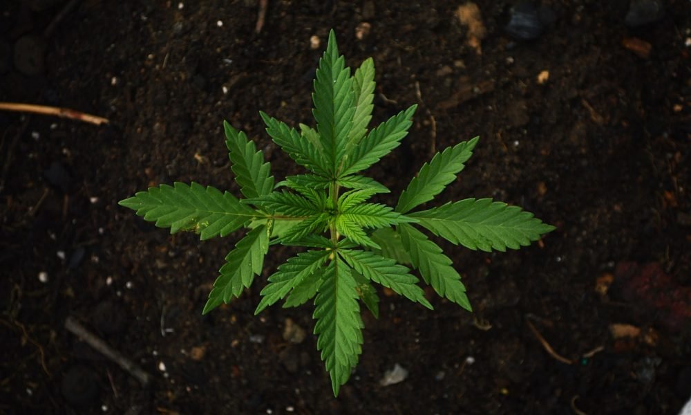 New York Bills Would Allow Medical Marijuana Smoking And Cannabis At Schools