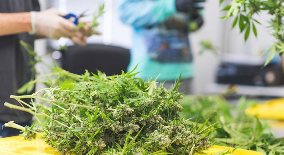Oregon Grew Over a Million Pounds of Weed Last Year That No One Is Smoking