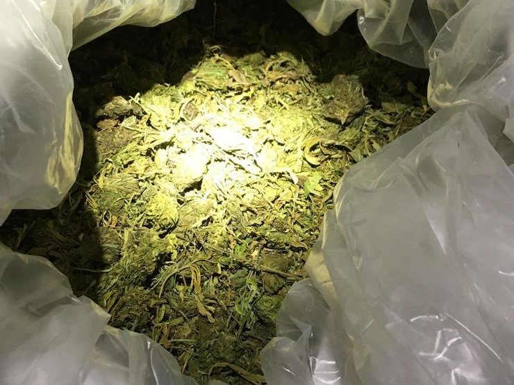 Oregon man busted with 6,701 pounds of what Idaho police suspect is cannabis, not hemp
