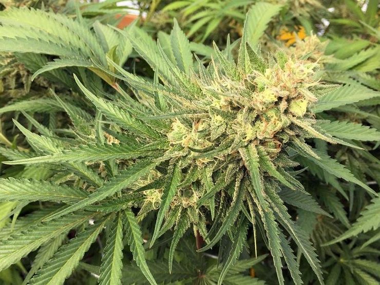 Oregon may consider exporting marijuana to other states