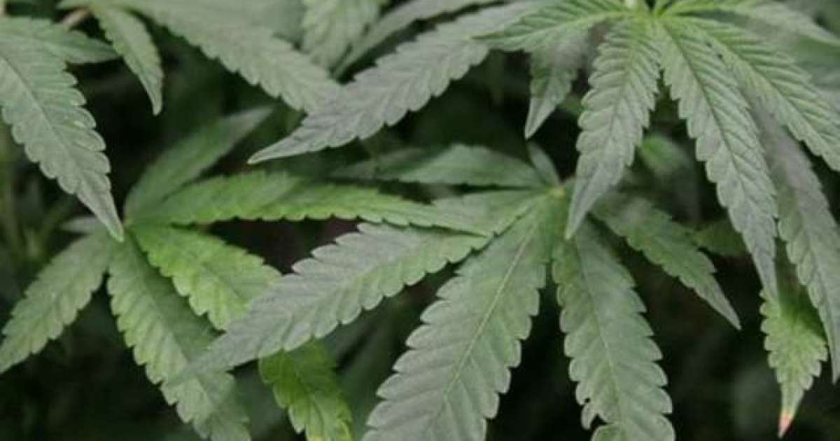 Pot website offering free medical marijuana to any federal employee affected by shutdown