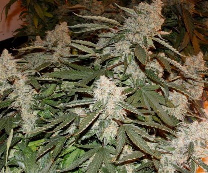 Top 10 Fastest Growing AutoFlowering Cannabis Strains - Marijuana Cannabis