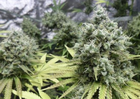 Top 5 Hybrid Marijuana