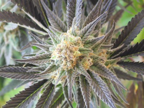 What Kind of High Does Is Indica Have? - Marijuana Seeds USA