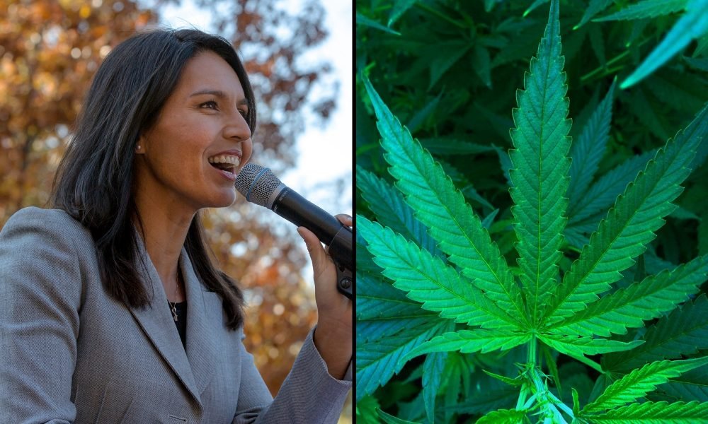 Where Presidential Candidate Tulsi Gabbard Stands On Marijuana