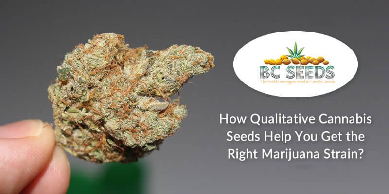 2 Main Factors to Lookout While Looking at a Cannabis Seed Qualitatively.