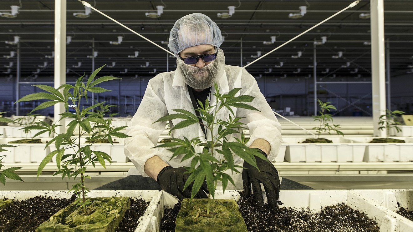 Aurora Cannabis earnings show big growth in pot sales, but worrisome profit trend