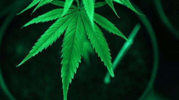 Florida Department Of Health | Lawmakers appeal ruling by Leon County Circuit Judge that struck down a limit on the number of dispensaries that a marijuana businesses can operate.