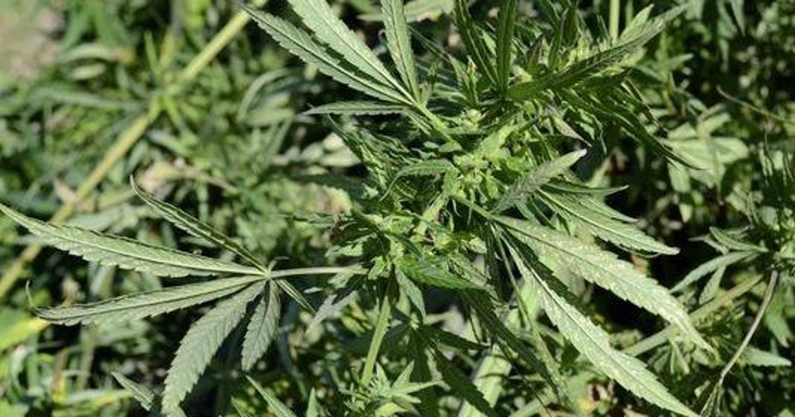 Gov. Kristi Noem: Industrial hemp 'opening the door' to legalized marijuana in South Dakota