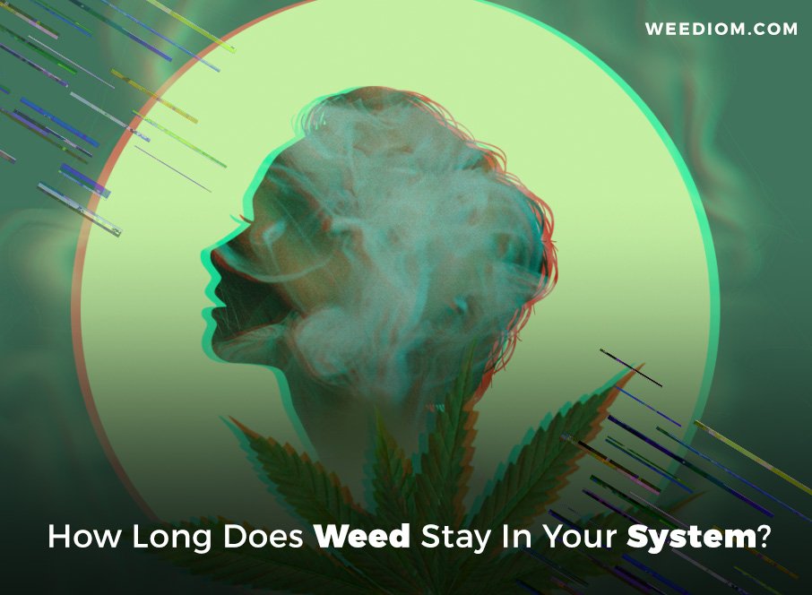 How Long Does Weed Stay In Your System? - Weediom