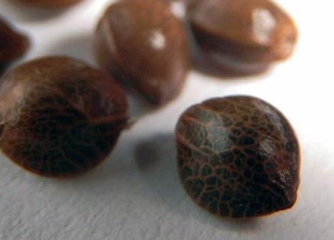 How to Germinate a Bag Seed?