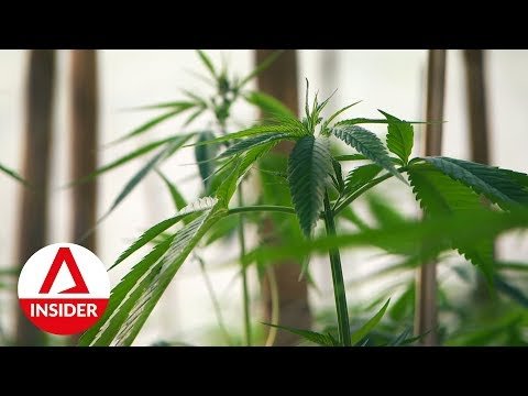 Inside Thailand’s First Legalised Cannabis Plantation | Insight | CNA Insider